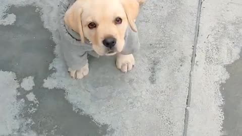 Labrador_Puppy_Training___Bella_Nehra funny video