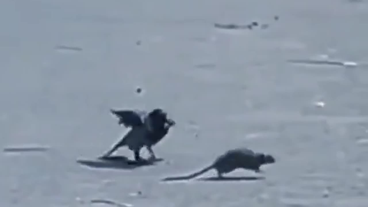 Funny video crow and rat