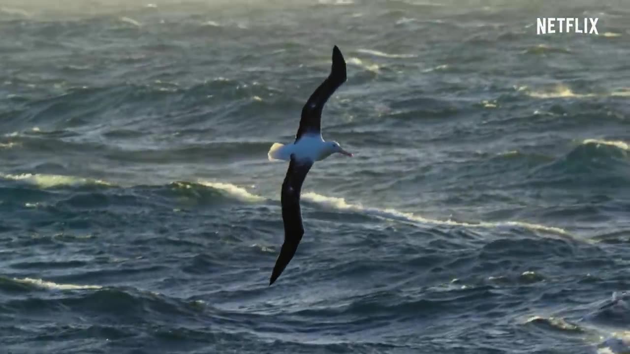 Our Planet | High Seas | FULL EPISODE | Netflix