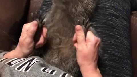 Animal,massage