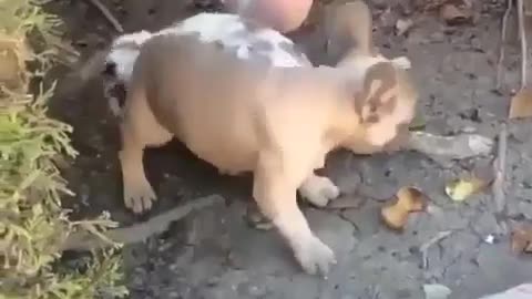 Dog and rabbit fight