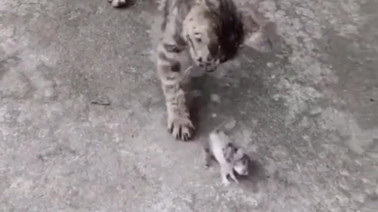the mouse dances in front of the cat so it can escape