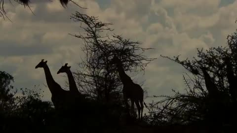 Wildlife brave jirrafe kick five lion to save baby power of lion in the world animal