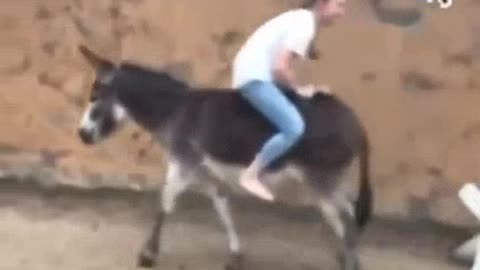 WATCH A FUNNY DONKEY, FRIENDLY SOME TIME NOT