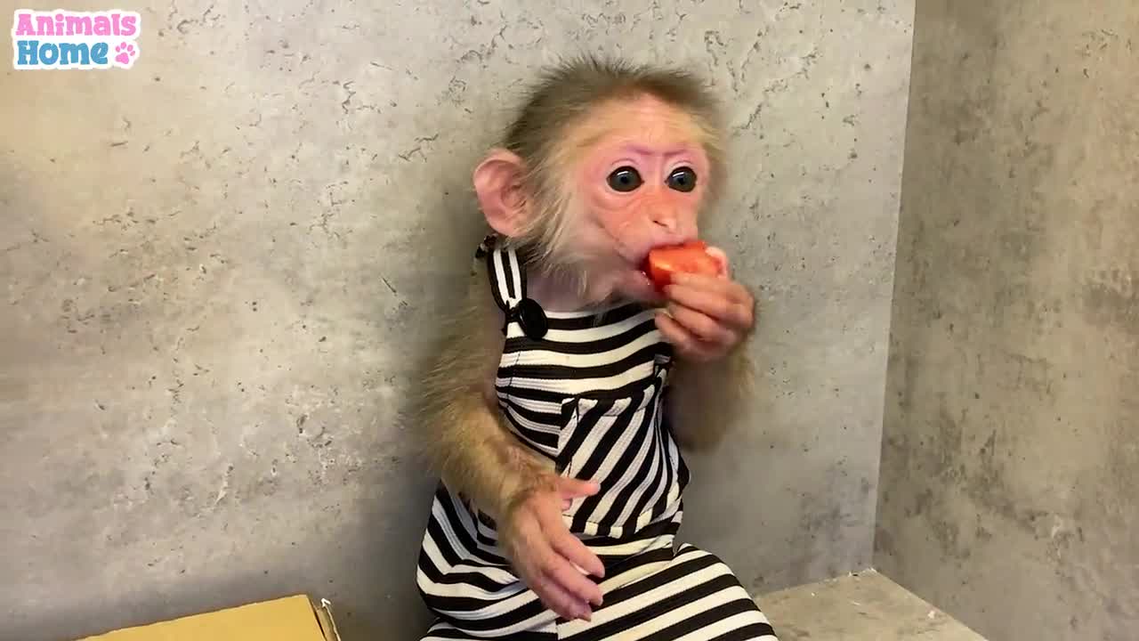 BiBi monkey steals duckling's watermelon then...