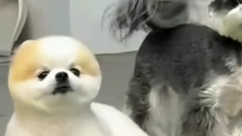 Cute animals