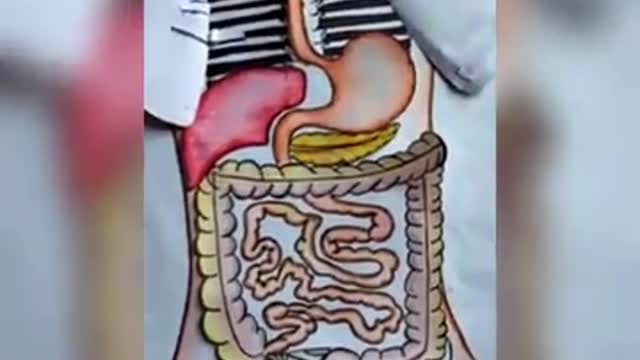 #Science model : Human body System project # presentation # Human book project # amazing creativity