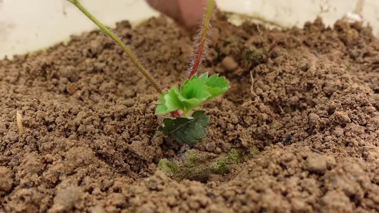 Growing strawberries at home without the need for a garden