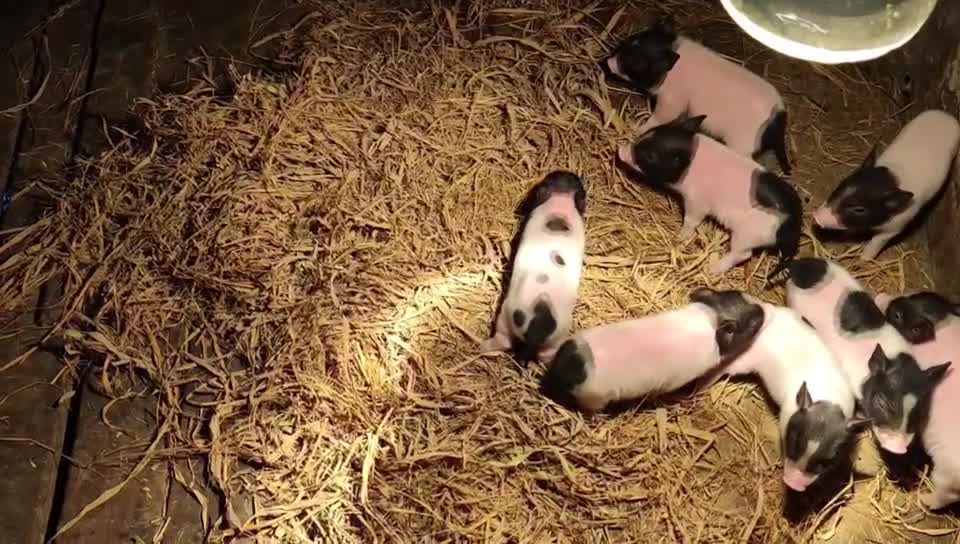 Mother Pig and her eight children