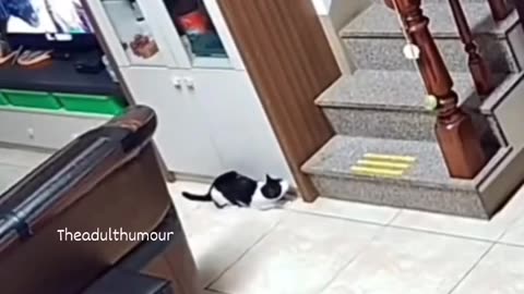 Funniest cat video you'll see today😹