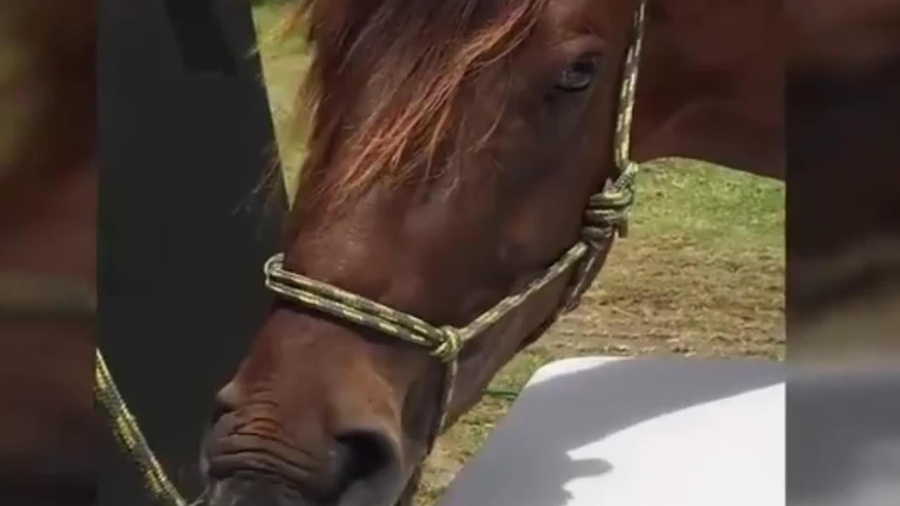 Funny horse video-try not to laugh [dast of]