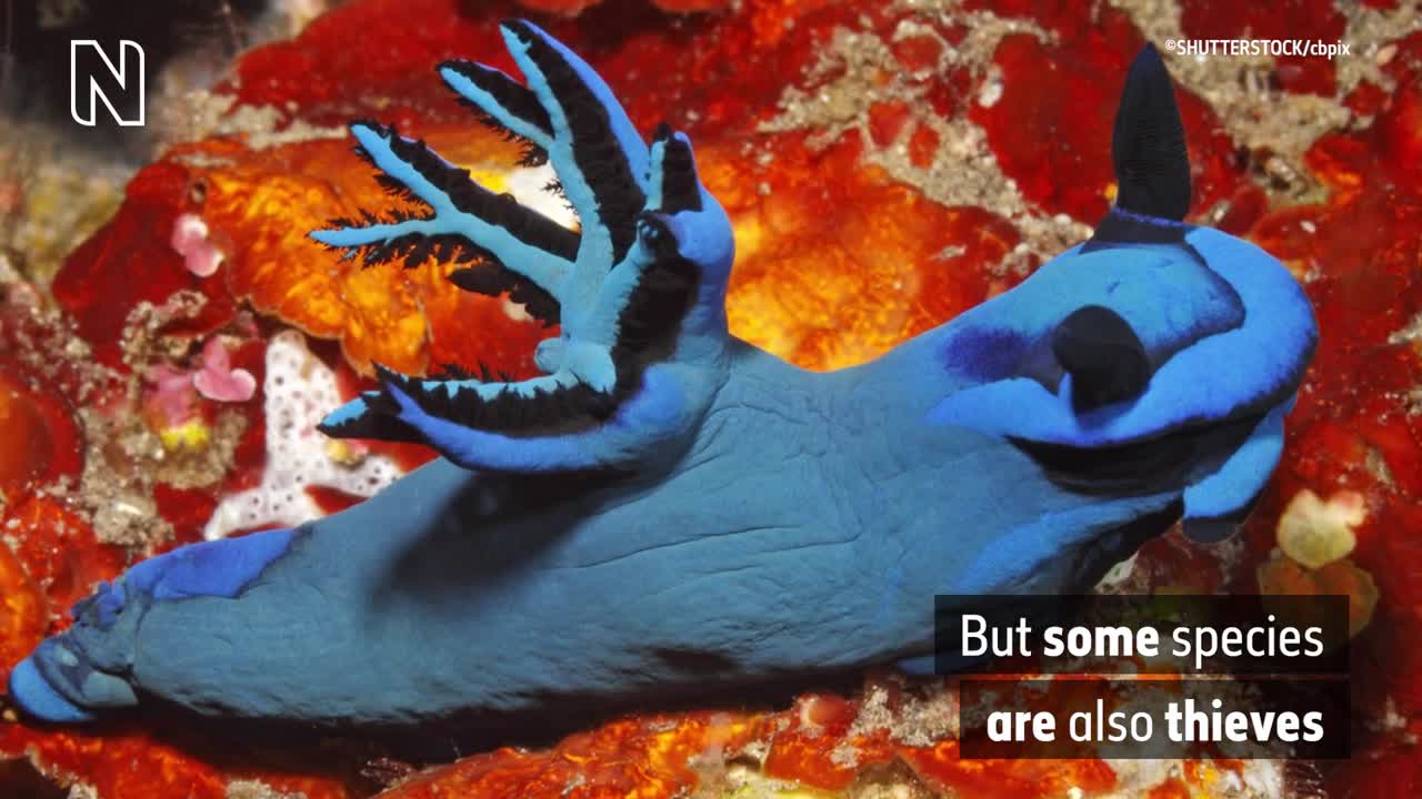 DO NOT PUBLISH_Why do sea slugs steal stings_ _ Natural History Museum