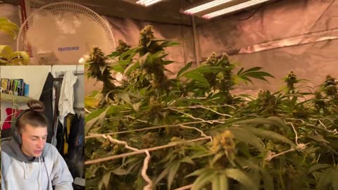 How to set up your grow room to yield 3-5 pounds every 4 months with Organic Living Soil