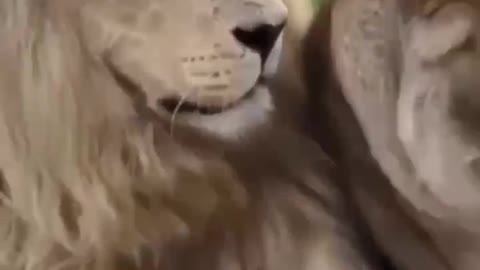 Lion love feel