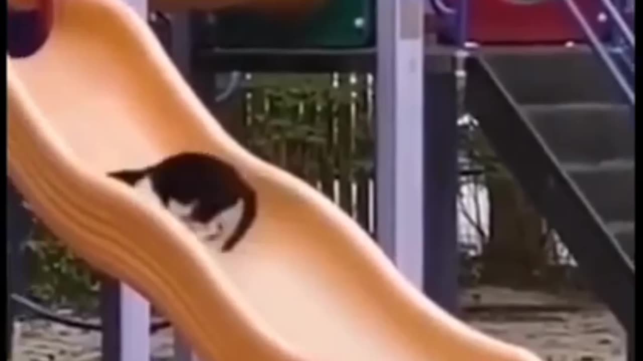 CAT FUNNY MOMENTS 😂😂 || FUNNY VIDEO OF CAT || FUNNY MOMENT OF CAT