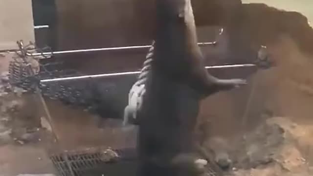 Naughty water wrasse