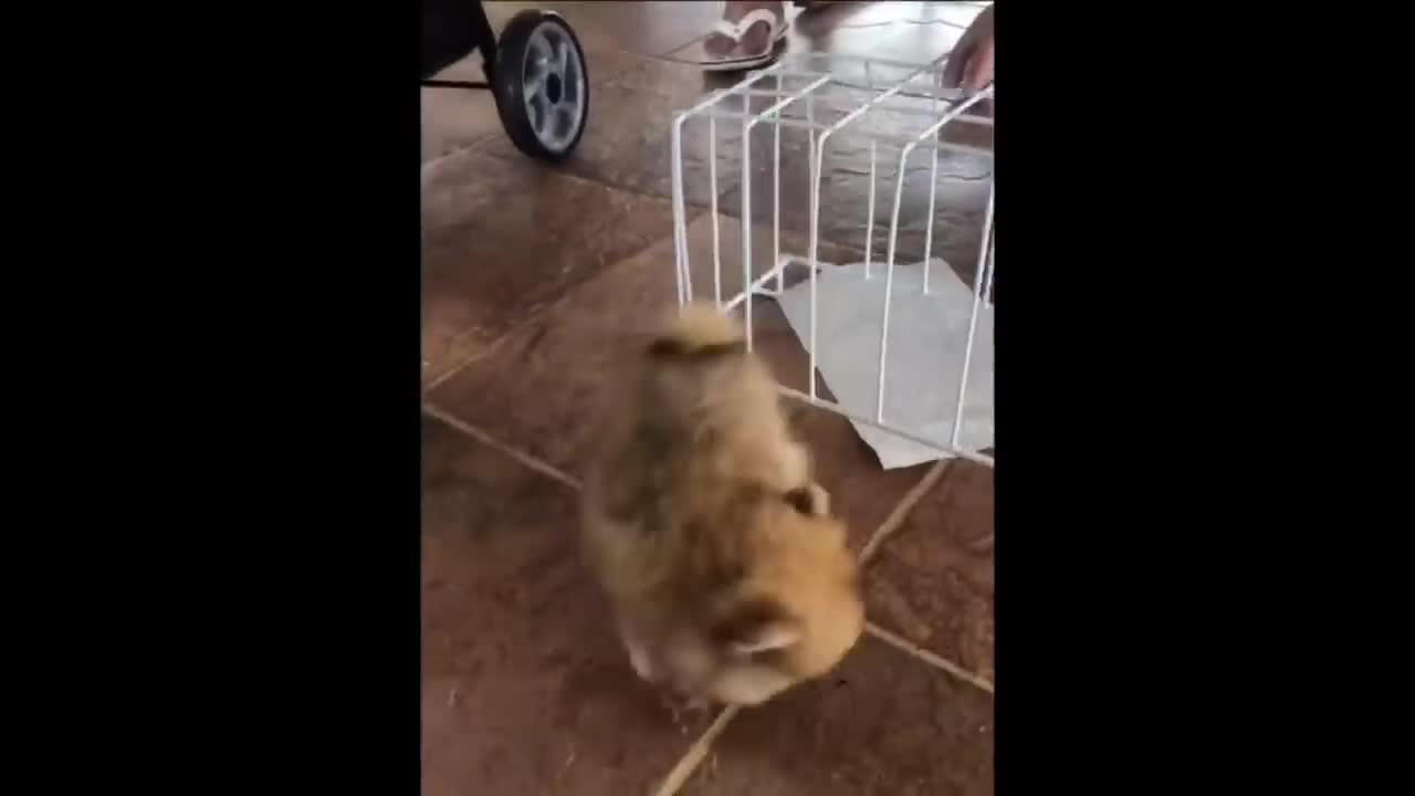 unstoppable puppy