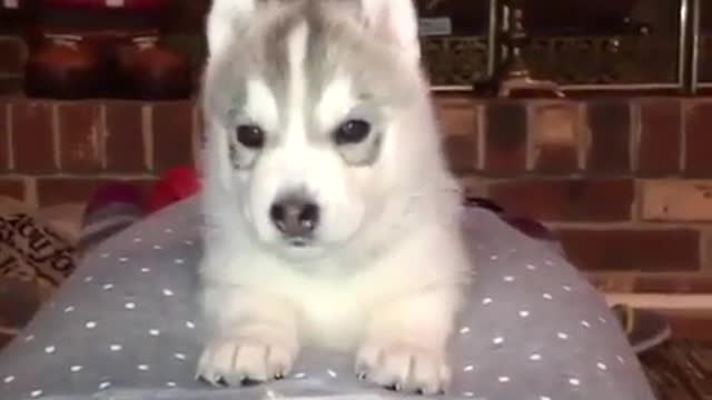 The funniest husky shows of all kinds. #3