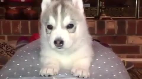 The funniest husky shows of all kinds. #3