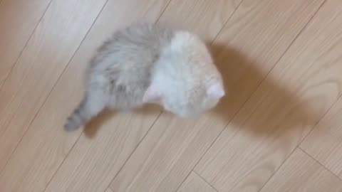 a cute cat