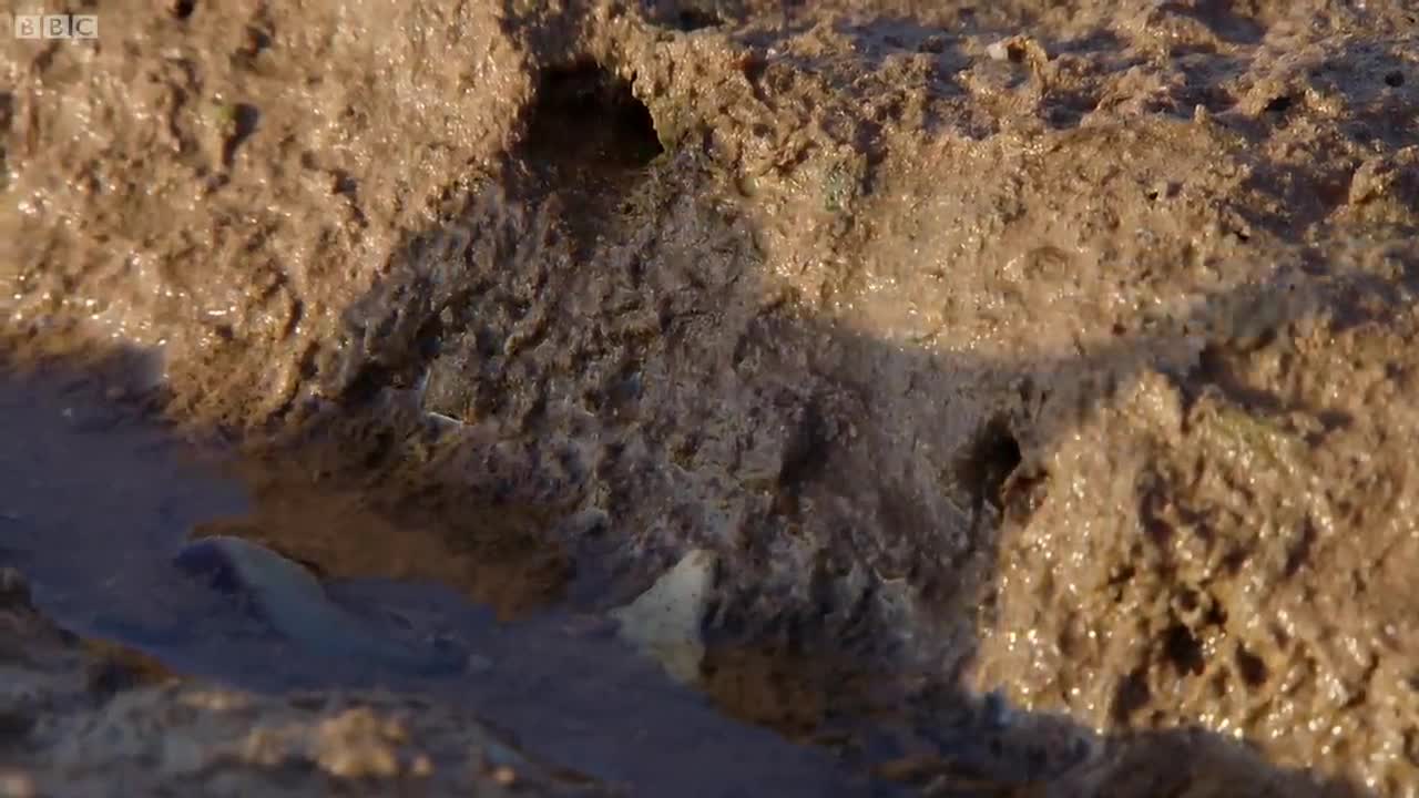 Extraordinary Octopus Takes To Land | The Hunt | BBC Earth