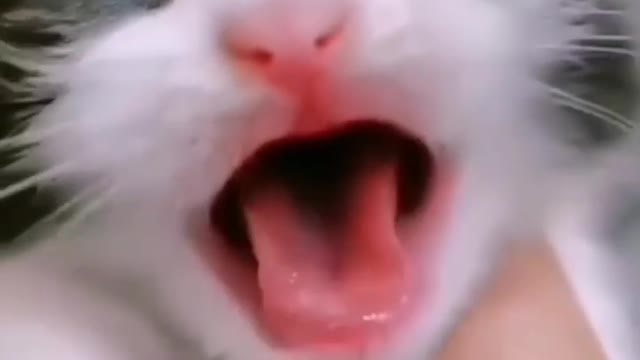 Baby Cats - Cute and Funny Baby Cat Videos Compilation