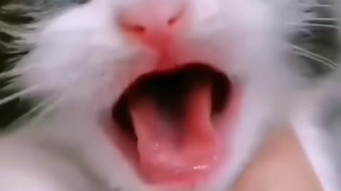 Baby Cats - Cute and Funny Baby Cat Videos Compilation