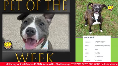 Pet of the week