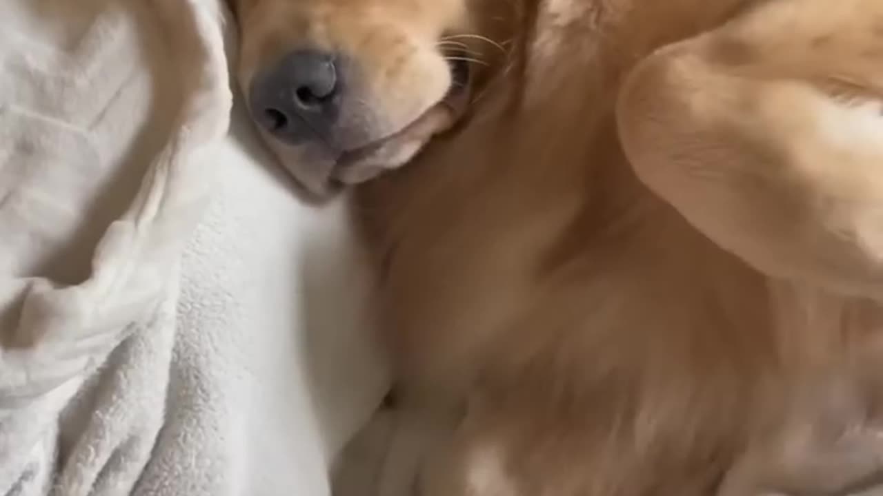 #Crazy animals funny# cats and #dogs