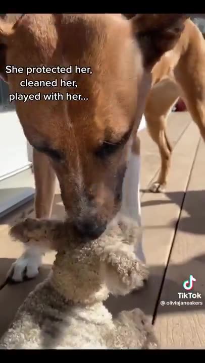 Beautiful Relationship - Lamb and Dog