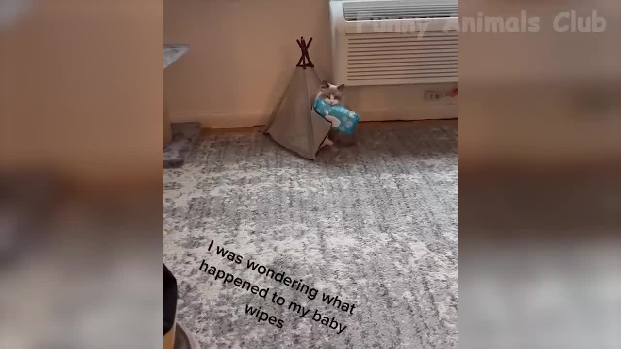 Does anyone elses dog do this???