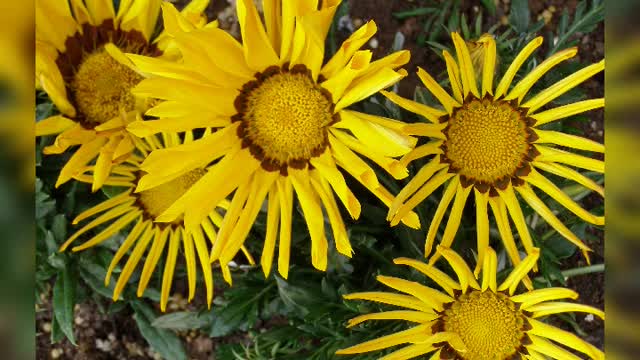 Beautiful yellow flowers