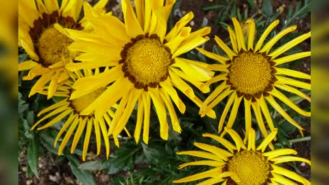 Beautiful yellow flowers