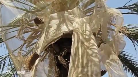 Dates palm Harvesting by Shaking Machine - Packing Dates Modern Agricultural Technology