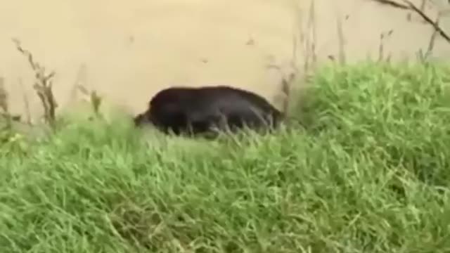 Brave Pup Save The Baby Deer From Drowning
