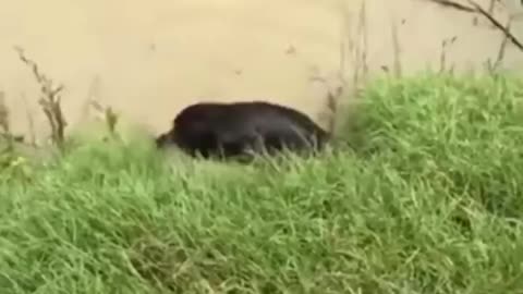 Brave Pup Save The Baby Deer From Drowning