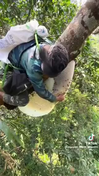 Tree-Top Honey Harvest: Brave Climb and Sweet Rewards