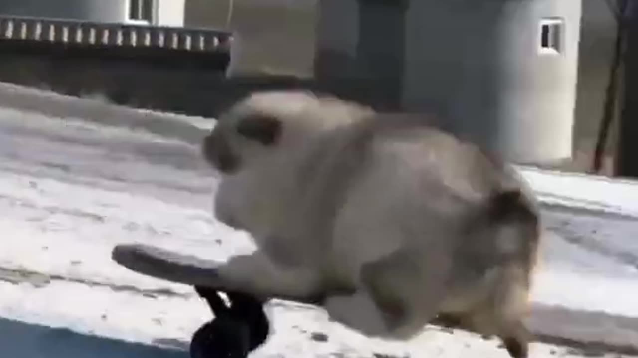Animal tiktok compilationš„