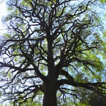 Stable diffusion model video