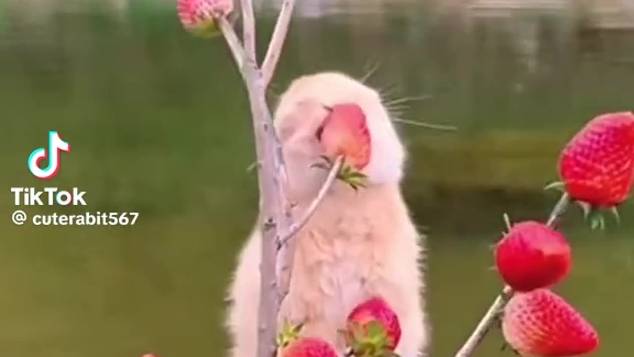 Carrots
