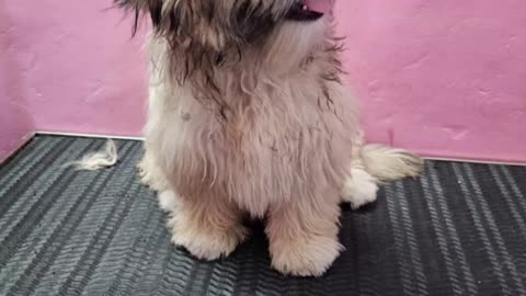 SHIHTZU HAIRCUT