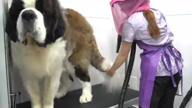 This St. Bernard is MASSIVE - 200lbs