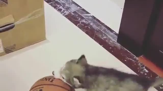 funny & cute animals