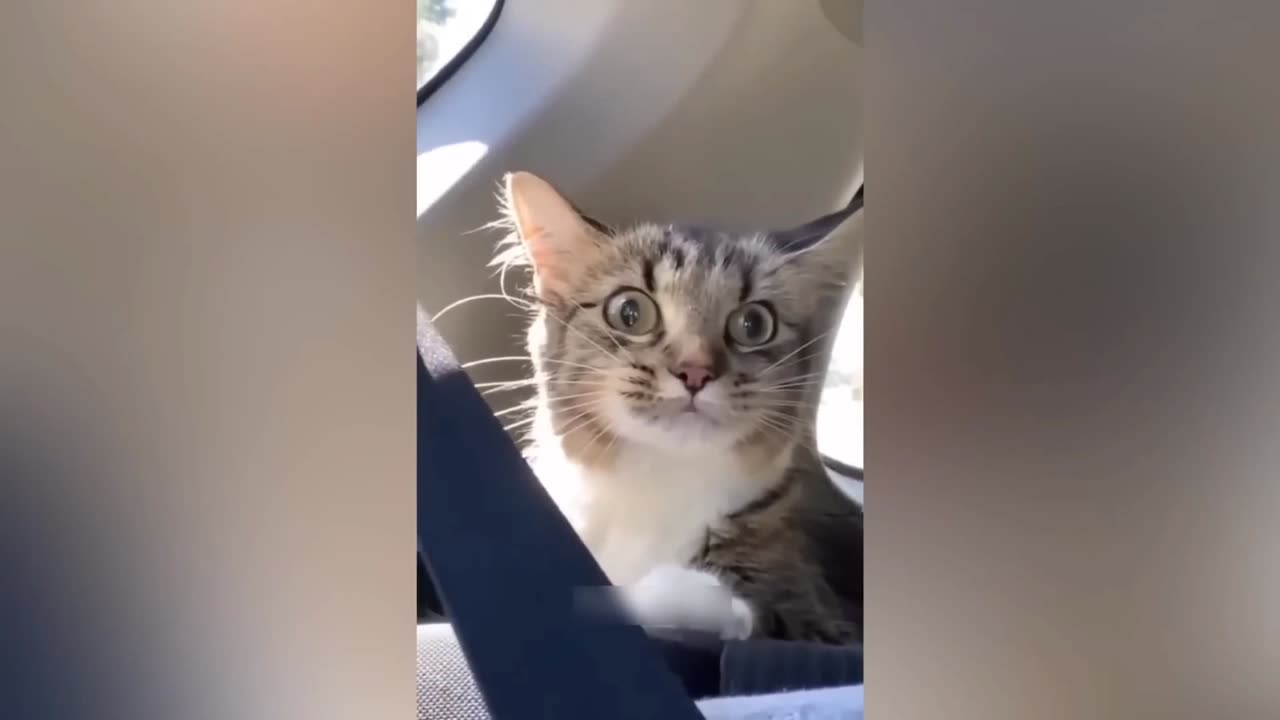 Cute and Funny Cat Compilation 2023 - Funny Pet Videos