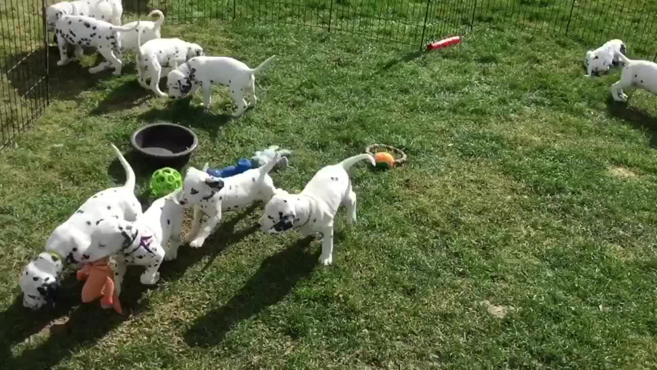 Dalmatian puppy playtime is definitely a cuteness overload