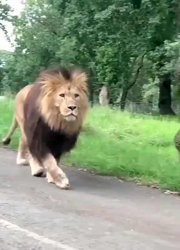Huge Lion walking by cars on the street.