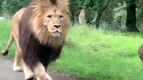 Huge Lion walking by cars on the street.