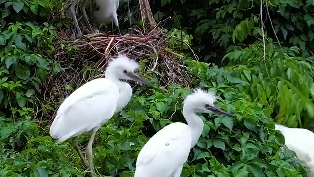 The little egret