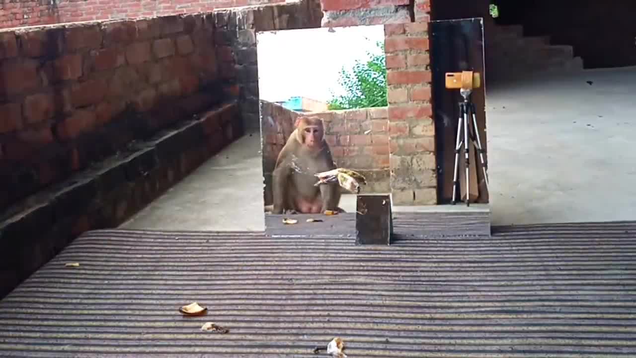 monkey prank with mirror