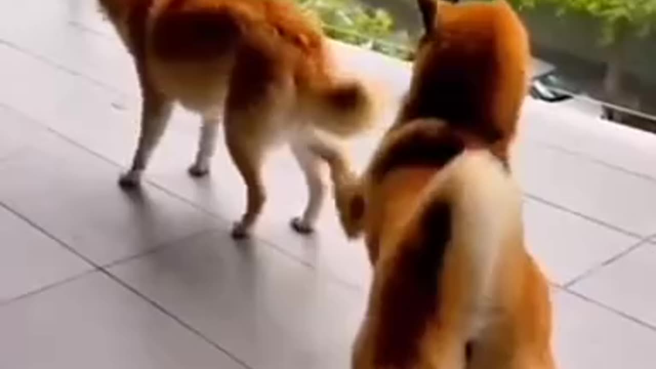 Most funny video 😂😅😂